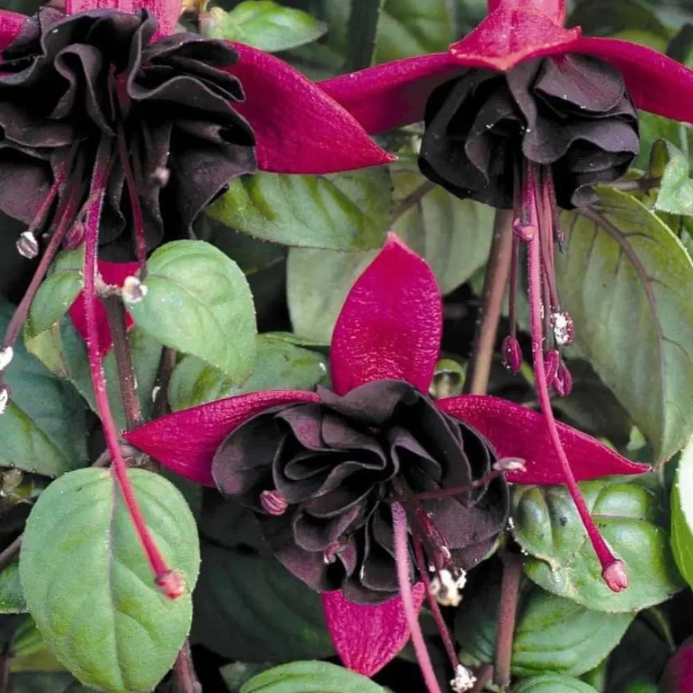 2 Fuchsia Live Plants, Fuchsia Flower Perennial for Outdoor Garden 3 to 5 Inches (Black)