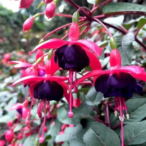 2 Fuchsia Live Plants, Fuchsia Flower Perennial for Outdoor Garden 3 to 5 Inches (Black)