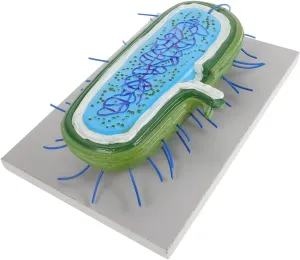HANABASS Biology Teaching Cell Model Structure Anatomy Model for Education Visual Learning Tool for Science Classrooms for Demonstrations and Student Engagement