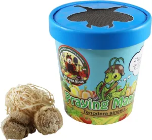 Praying Mantis Egg Cases - 2 Cases, Live Praying Mantises, Hatching Habitat Cup, Educational Kit for Adults & Children