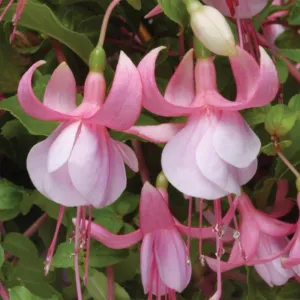 Set 4 Fuchsia Flower Plants, Flowering Fuchsia Live Plants, 3-5 Inch Tall, White Pink Flowers