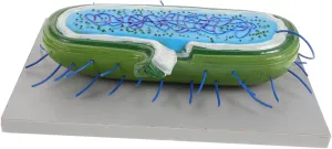 Versatile Anatomy Models for Education Detailed and Cell Structures Teaching Resource for Middle School Science Classes