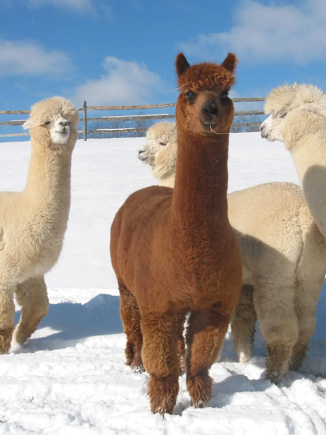 WARRIOR ALPACA SOCKS - Outdoor Alpaca Wool Socks, Terry Lined with Comfort Band Opening For Men And Women